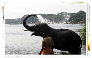 Elephant Bath near Kochi
